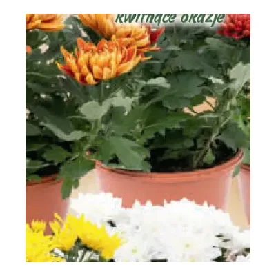 Kwiat Chryzantema wielkokwiatowa don 19cm szt