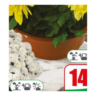 Kwiat Chryzantema średniokwiatowa don 21cm szt