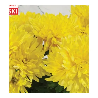 Kwiat Chryzantema średniokwiatowa don 21cm szt