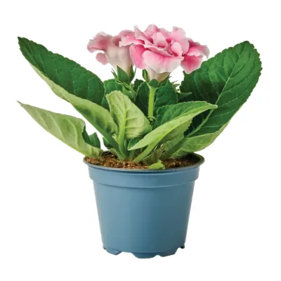 Kwiat Gloksynia don 12cm szt
