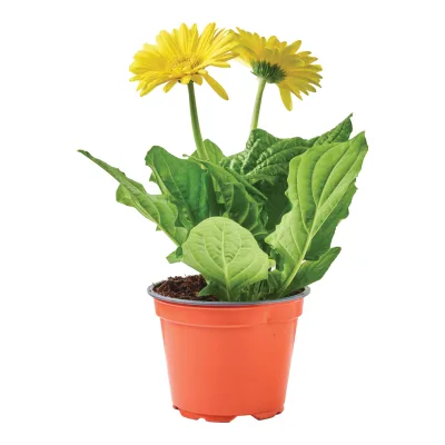 Kwiat Gerbera don 12cm szt