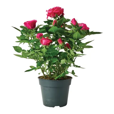 Kwiat Róża patio don 13cm szt