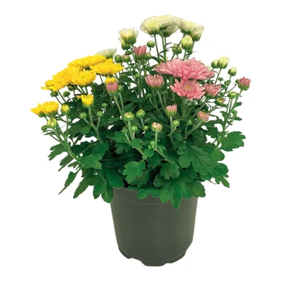 Kwiat Chryzantema trzykolorowa don 12cm szt