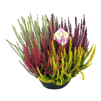 Kwiat Wrzos high five don 23cm szt