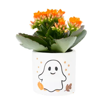 Kwiat Kalanchoe w ceramice Halloween don 6cm szt