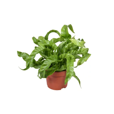 Kwiat Asplenium don 12cm szt