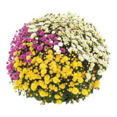 Kwiat Chryzantema drobnokwiatowa trio don 21cm szt