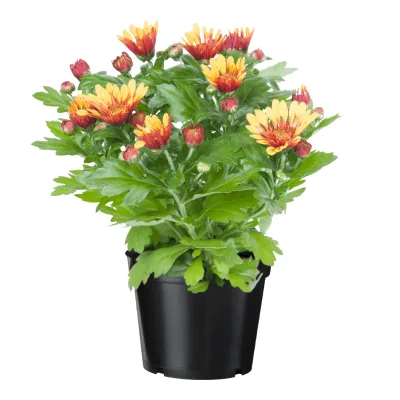 Kwiat Chryzantema trzykolorowa don 12cm szt