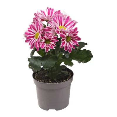 Kwiat Chryzantema don 9cm szt
