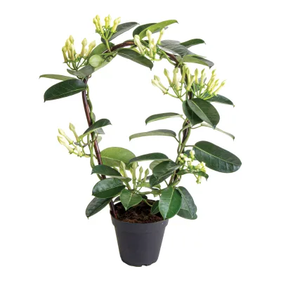 Kwiat Stefanotis don 12cm szt