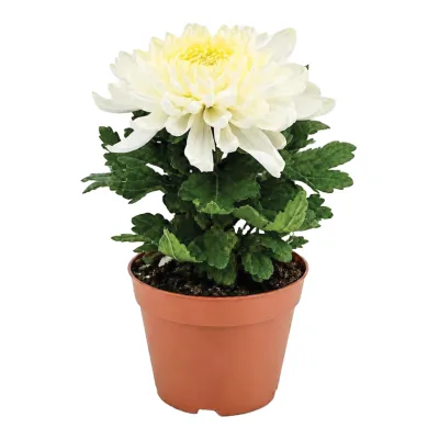 Kwiat Chryzantema wielkokwiatowa don 12cm szt