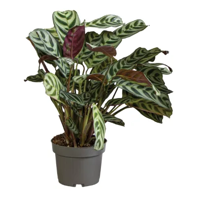 Kwiat Calathea don 14cm szt