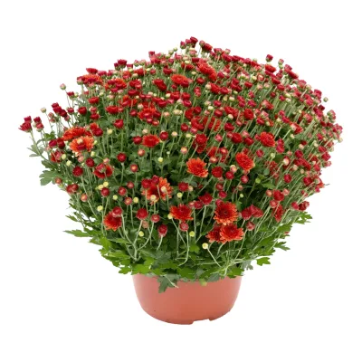 Kwiat Chryzantema drobnokwiatowa don 21cm szt